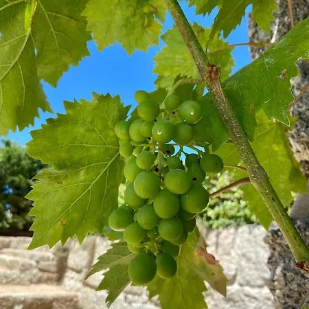 Alojamento de Turismo Rural Quinta Da Cortelhinha *