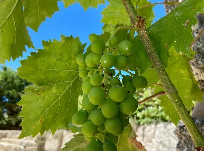 ファームステイ Quinta Da Cortelhinha *